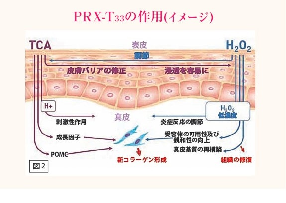 PPX-T33は新コラーゲン生成を促進します。